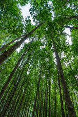mangrove forests with green leaves in Tung Prong Thong, Rayong, Thailand