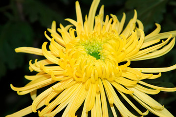 Chrysanthemum