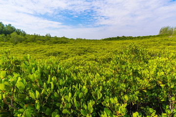Fototapeta na wymiar green mangrove forest at Tung Prong Thong or Golden Mangrove Field, Rayong, Thailand