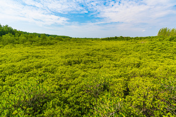 green mangrove forest at Tung Prong Thong or Golden Mangrove Field, Rayong, Thailand