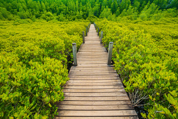 Obraz premium Wooden bridge at Mangroves in Tung Prong Thong or Golden Mangrove Field, Rayong, Thailand