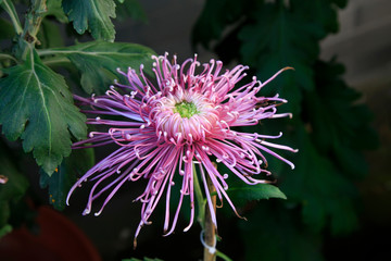 Obraz premium Chrysanthemum