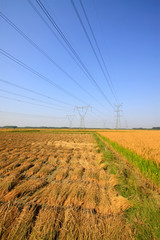 Fototapeta premium rice in the field