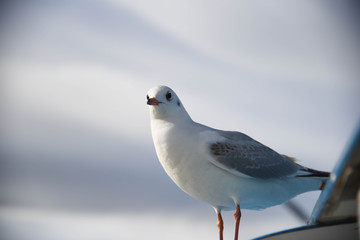カモメ 野鳥 海鳥