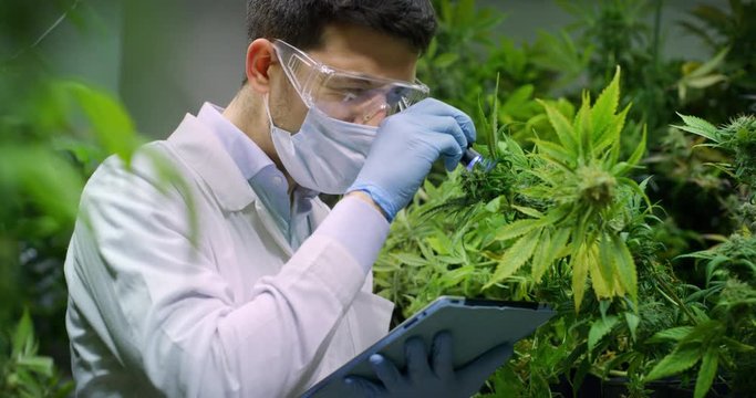 Slow motion of scientist checking and &nbsp;analizing hemp plants,signing the results with tablet in a greenhouse. Shot in 8K. Concept of herbal alternative medicine, cbd oil, pharmaceutical industry
