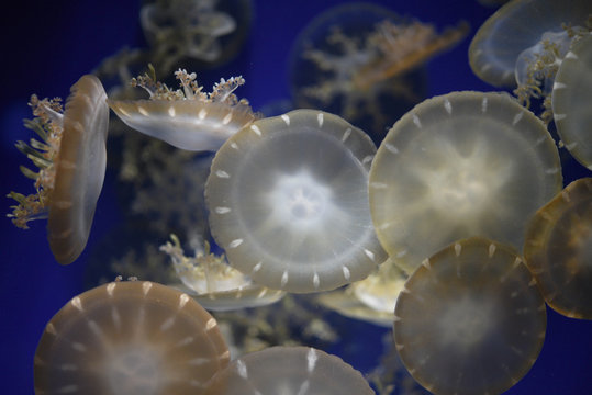 721 Best 水母 Images Stock Photos Vectors Adobe Stock