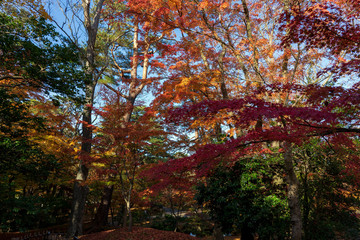 秋の金沢旅行　紅葉の兼六園