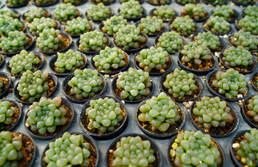 Top view of small cactus plant preparing for sale in the market