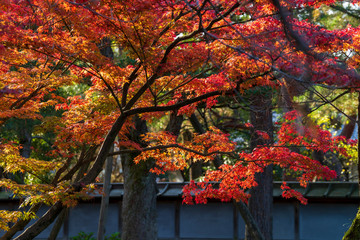 秋の金沢旅行　紅葉の兼六園