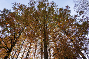 Obraz premium 紅葉した森