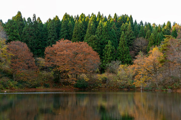 晩秋の池　水面に映る木々