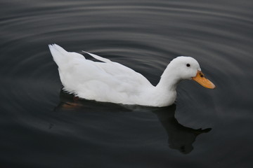 White Duck