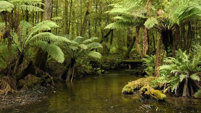 Julius River Rainforest, Tasmania
