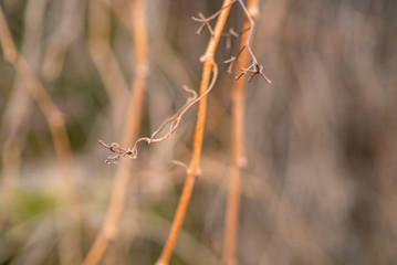 dry branches in the fall