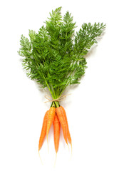Bunch boundle of fresh orange juicy carrots with lush green tops tied with rope Isolate on white background