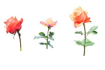 Blurred for Background.Orange rose isolated on the white background. Photo with clipping path.