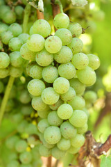 Vine and bunch of white grapes in garden