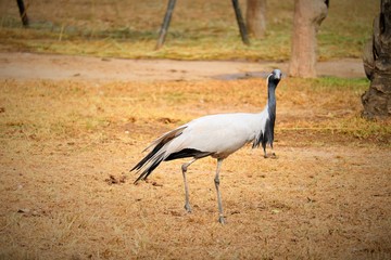 Fototapeta premium crowned crane