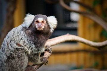  marmoset monkey  