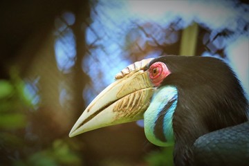 Hornbills