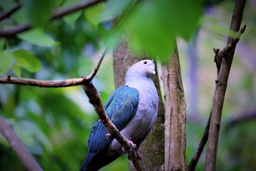  bird on a branch