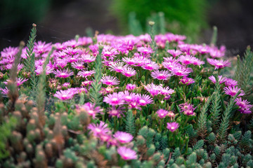 Obraz premium Beautiful flowers fuul bloom beside Lake Kawaguchi near Mount Fuji Japan 