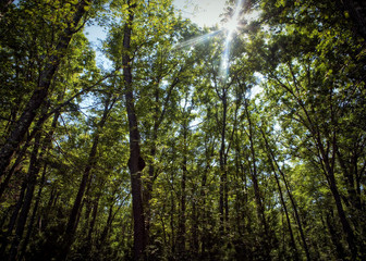 Obraz premium Forest, trees, green, landscape, tall, growing, nature, sunlight, covered, wooded, texture, branches, leaves, earthly, environment, color, horizontal image