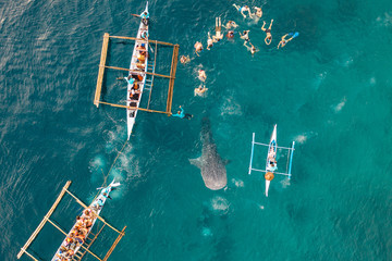Aerial view from the drone. Fishermen feed gigantic whale sharks ( Rhincodon typus) from boats in...