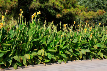 Fototapeta premium canna plant in a garden