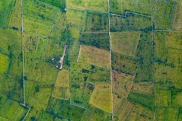 Ricefield at Cambodia in Summer - take photo by drone on July