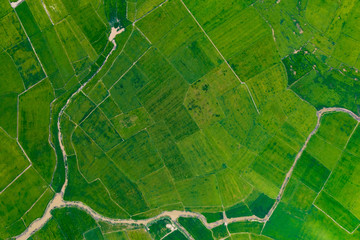 Ricefield at Cambodia in Summer - take photo by drone on July