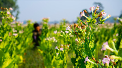 Farmer harvesting tobacco leaf in the field