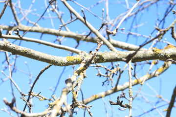 branches of a tree