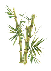 Obraz premium Watercolor illustration painting of bamboo leaves , on white background