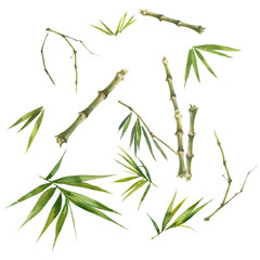 Watercolor illustration painting of bamboo leaves , on white background