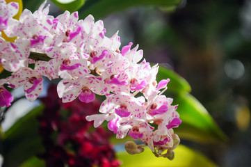 Rhynchostylis gigantea orchid in bloom at Chiangmai flower festival 2019