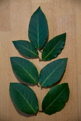 composition from laurel leaves