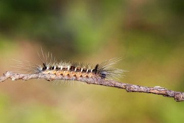 Fototapeta premium Image of Hairy caterpillar on tree branch on natural background. Insect. Worm. Animal.