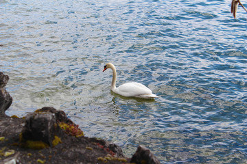 Cisne en Lemán