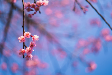 Spring blossom pink flowers Beautiful nature 