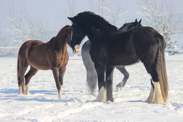 meeting horses Shire and Akhalteke
