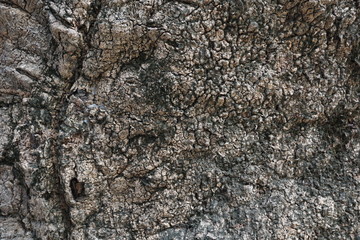 The surface of the big tree inside the temple in Thailand.