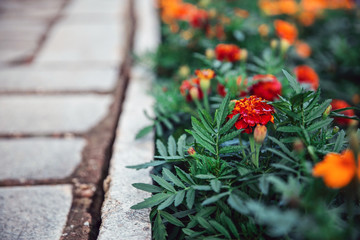 Background of orange marigolds flowers. Spring and summer theme. Path in spring park with blooming flowers