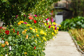 Fototapeta na wymiar Path in spring park surrounded by multicolor flowers. Background of yellow marigolds. Spring and summer theme