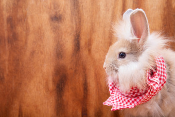 The side face of cute white and brown fluffy hair rabbit with red checkered scarf on wooden background with copy space in rustic style, happy Easter holiday celebration. 
