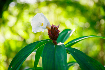 Exotic tropical flower in a rosette of green leaves.
