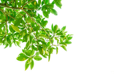 branch with green leaves isolated on white background, Green leaves on white background, Branches with green leaves against a white background.