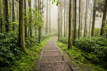 Xitou Nature Education Area located in the Lugu Township of Nantou, Taiwan. Xitou Village is home...
