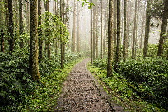 Xitou Nature Education Area located in the Lugu Township of Nantou, Taiwan. Xitou Village is home to abundant natural resources. Xitou has plenty of rains, and is cool and moist all the year round.
