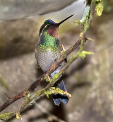 Purple-throated mountaingem (Lampornis calolaema), Costa Rica